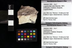 Foto (Objket + Etiketten) von Cyclothyreus sp. 